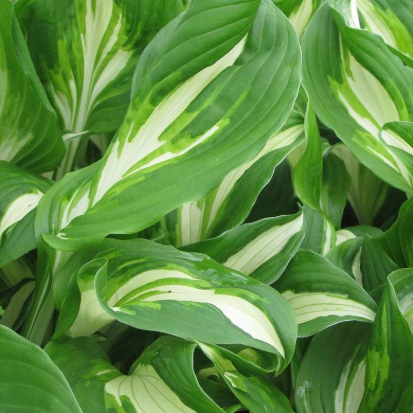 Hosta undulata Mediovariegata (Fogliame)