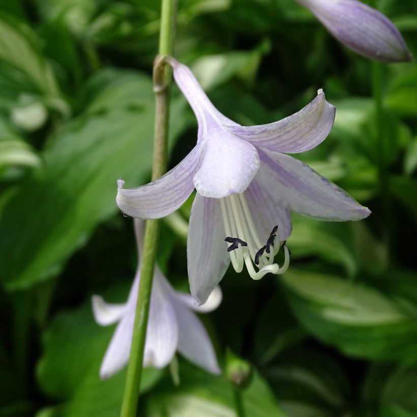 Hosta undulata Mediovariegata (Fioritura)