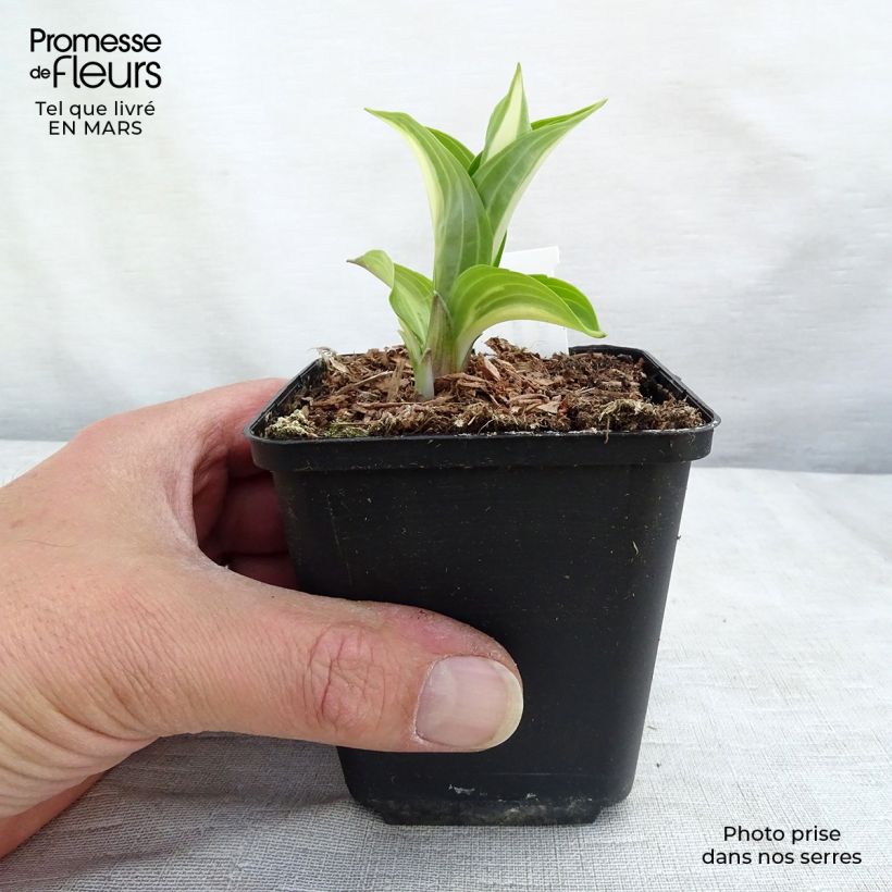 Hosta undulata Mediovariegata Godet de 9cm esemplare consegnato in inverno