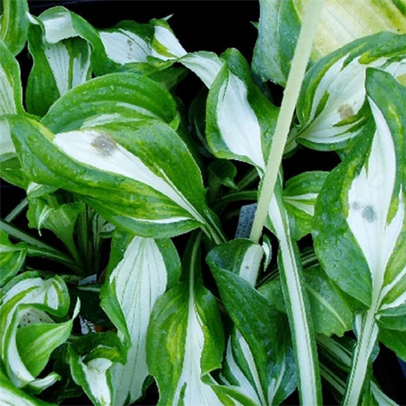 Hosta undulata var. univittata (Fogliame)