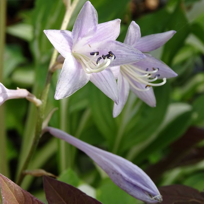 Hosta undulata var. univittata (Fioritura)