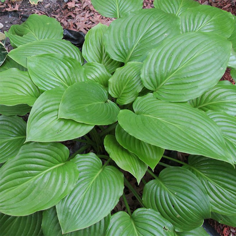 Hosta ventricosa (Fogliame)