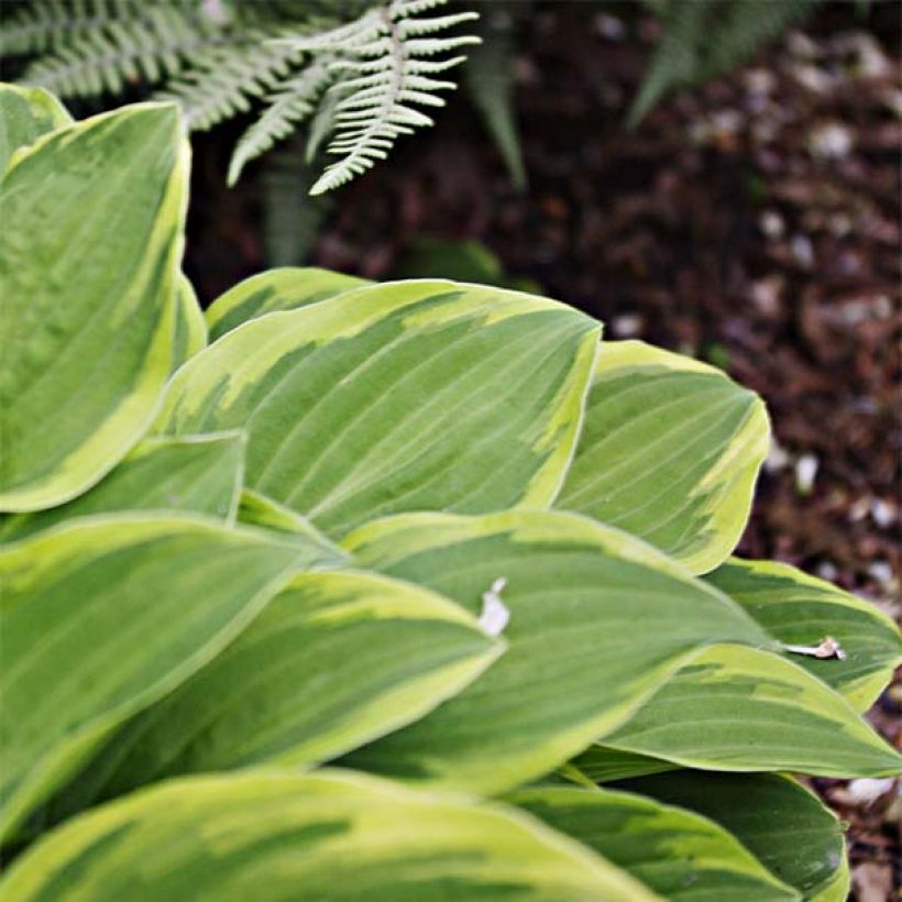 Hosta Fragrant Dream (Fogliame)