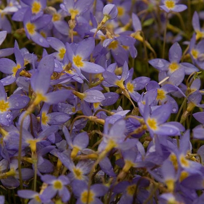 Houstonia caerulea Millard's Variety (Fioritura)