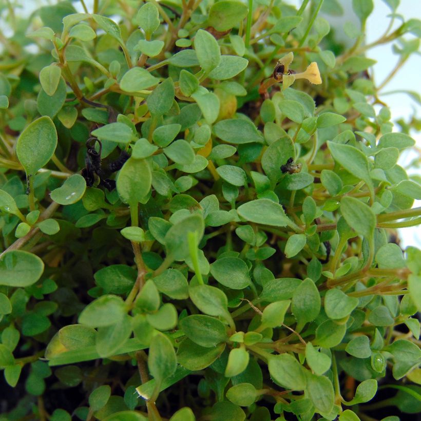 Houstonia caerulea Millard's Variety (Fogliame)