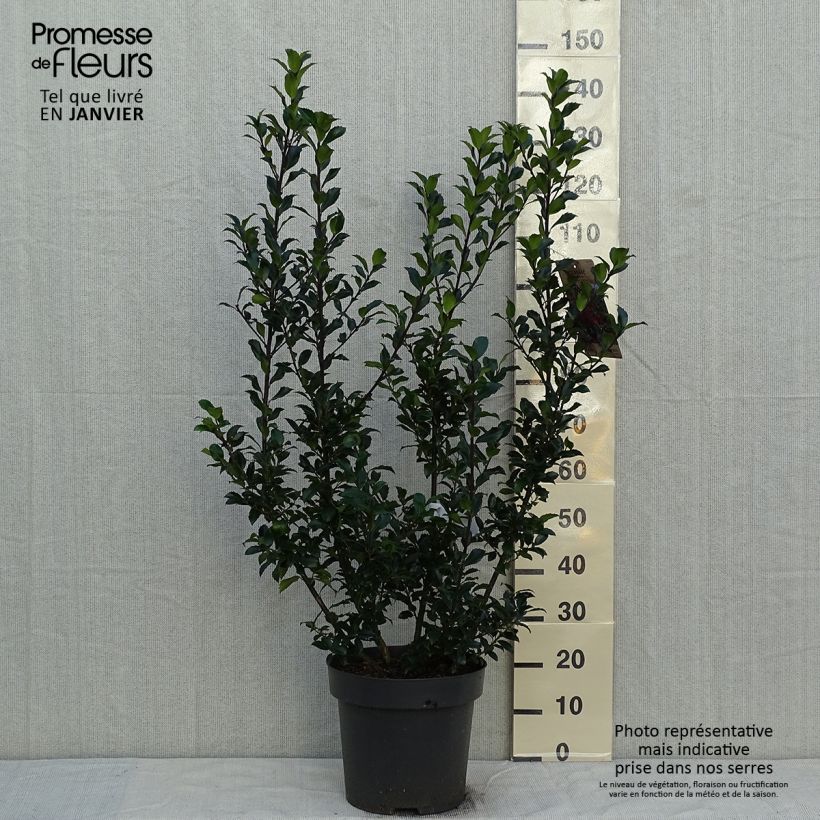 Houx - Ilex x meserveae Mesid Pot de 12L/15L esemplare consegnato in inverno