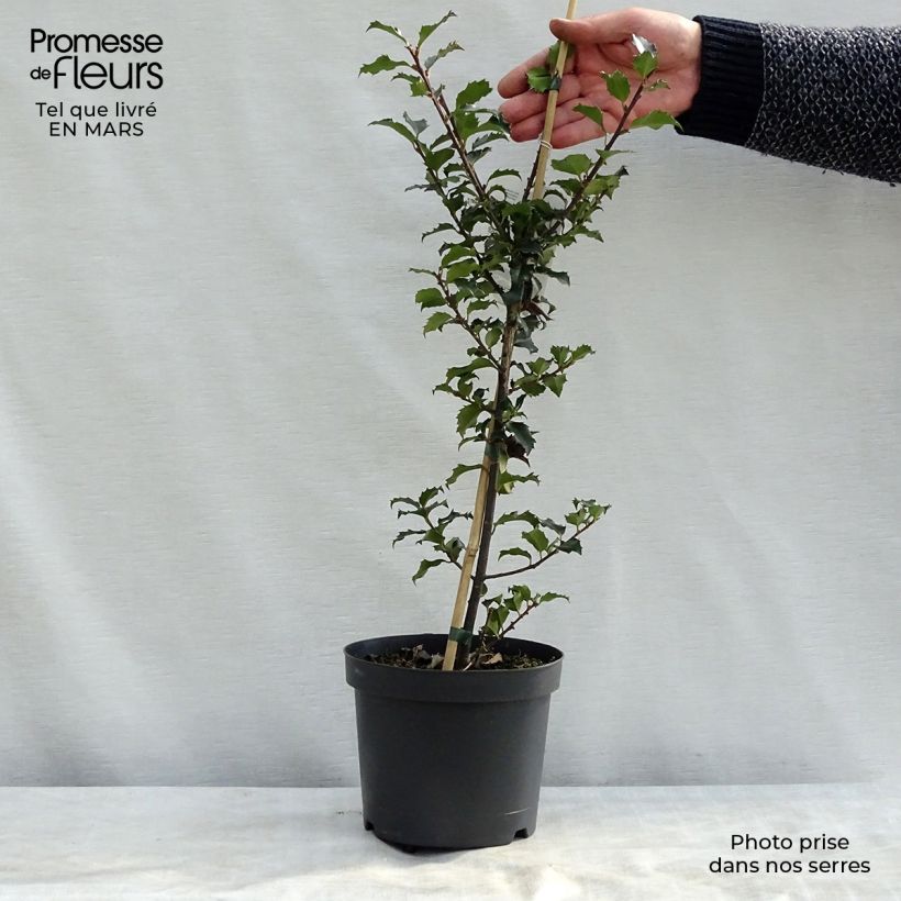 Houx américain - Ilex meserveae Blue Angel en pot de 2/3L esemplare consegnato in inverno