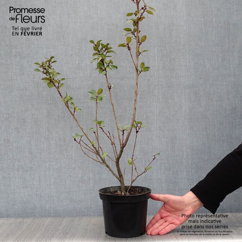 Houx américain - Ilex meserveae Blue Prince  en pot de 3L esemplare consegnato in inverno