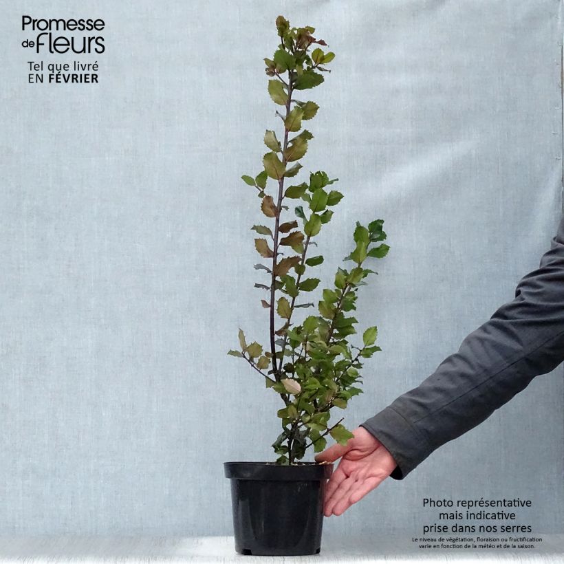 Houx américain - Ilex meserveae Blue princess Pot de 2L/3L esemplare consegnato in inverno