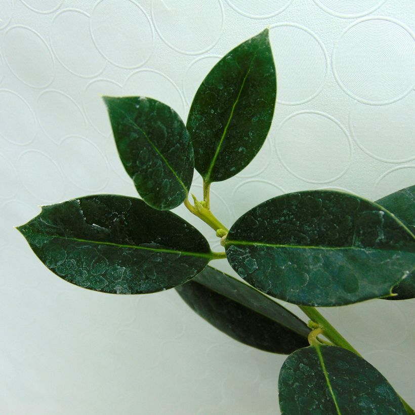 Ilex aquifolium JC Van Tol - Agrifoglio (Fogliame)