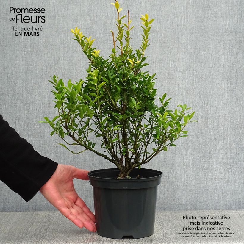 Houx crénelé - Ilex crenata Blondie Pot de 2L/3L esemplare consegnato in inverno