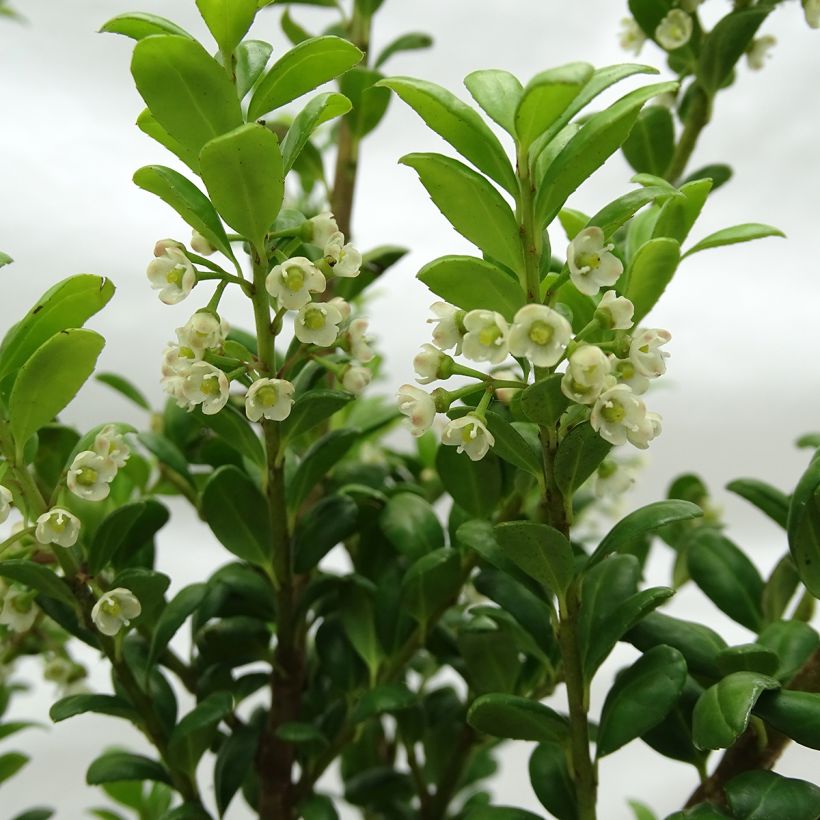 Ilex crenata Convexa - Agrifoglio giapponese (Fioritura)