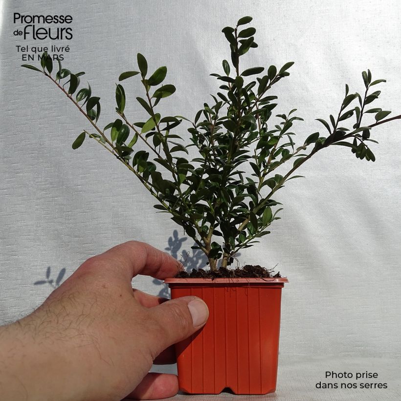 Houx crénelé - Ilex crenata Convexa en godet de 9cm esemplare consegnato in primavera