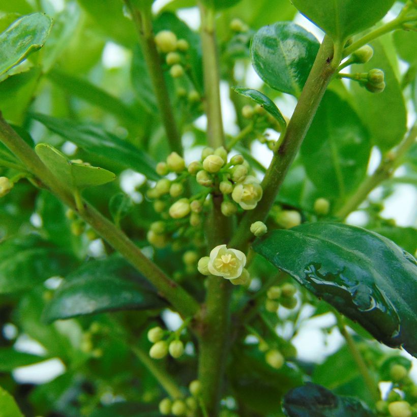 Ilex crenata Dark Green - Agrifoglio giapponese (Fioritura)