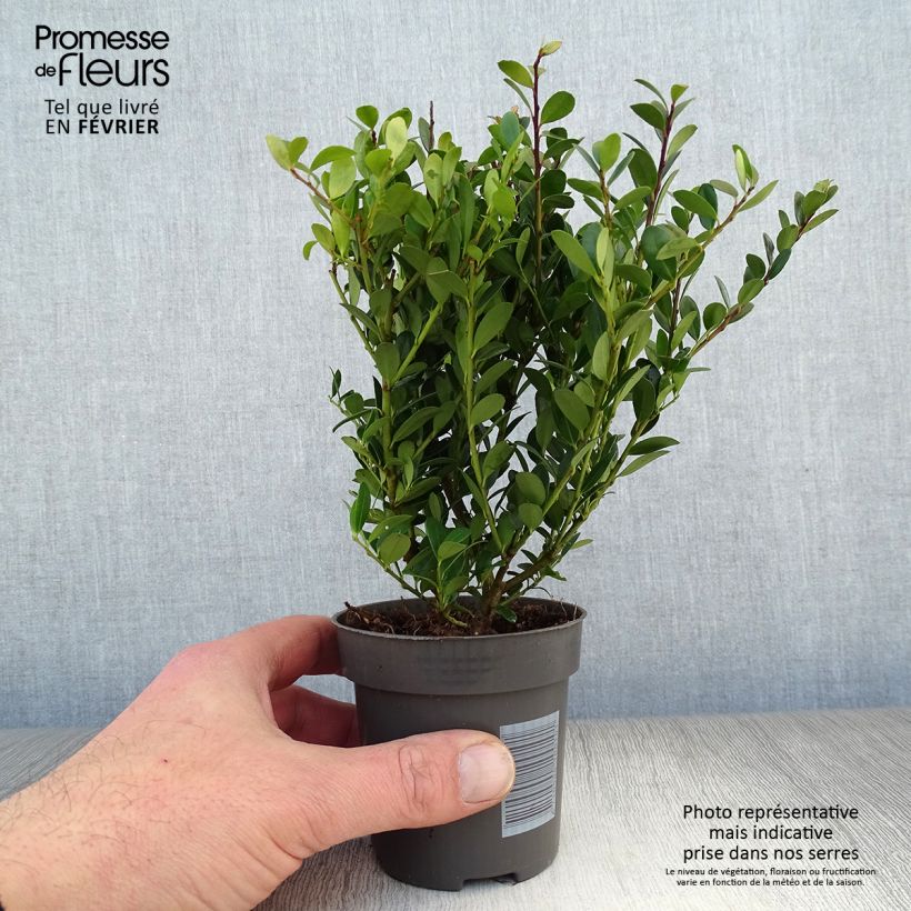 Houx crénelé - Ilex crenata Dark Green en godet de 9cm esemplare consegnato in inverno