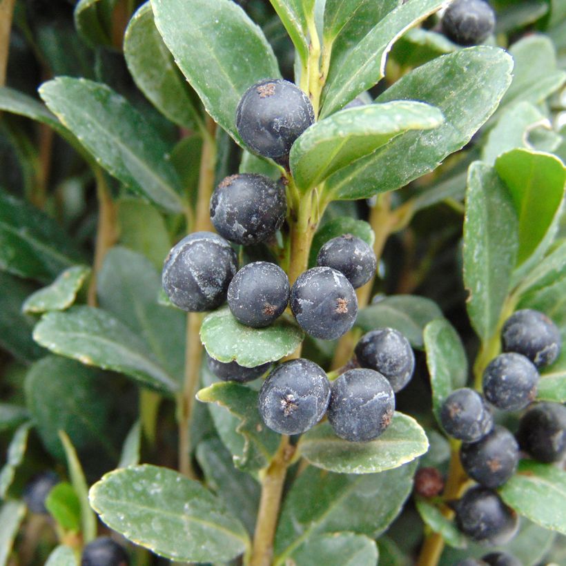 Ilex crenata Fastigiata - Agrifoglio giapponese (Raccolta)