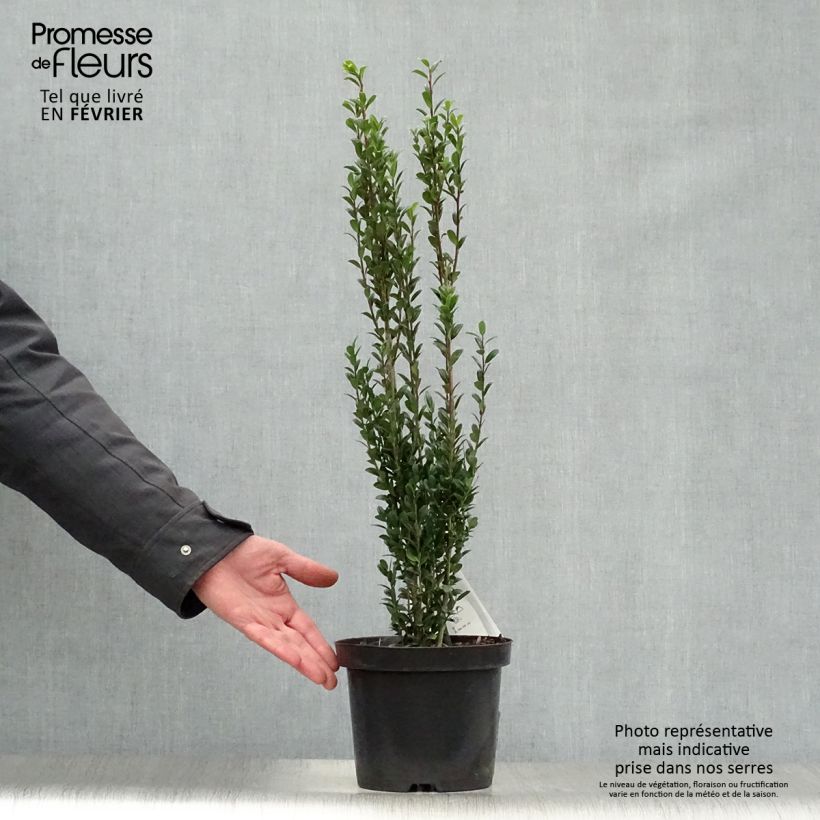 Houx crénelé - Ilex crenata Fastigiata Pot de 3L/4L esemplare consegnato in inverno