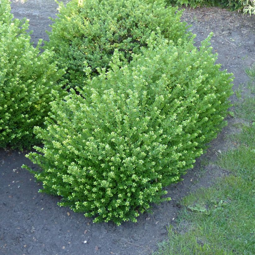 Ilex crenata Glorie Dwarf - Agrifoglio giapponese (Porto)