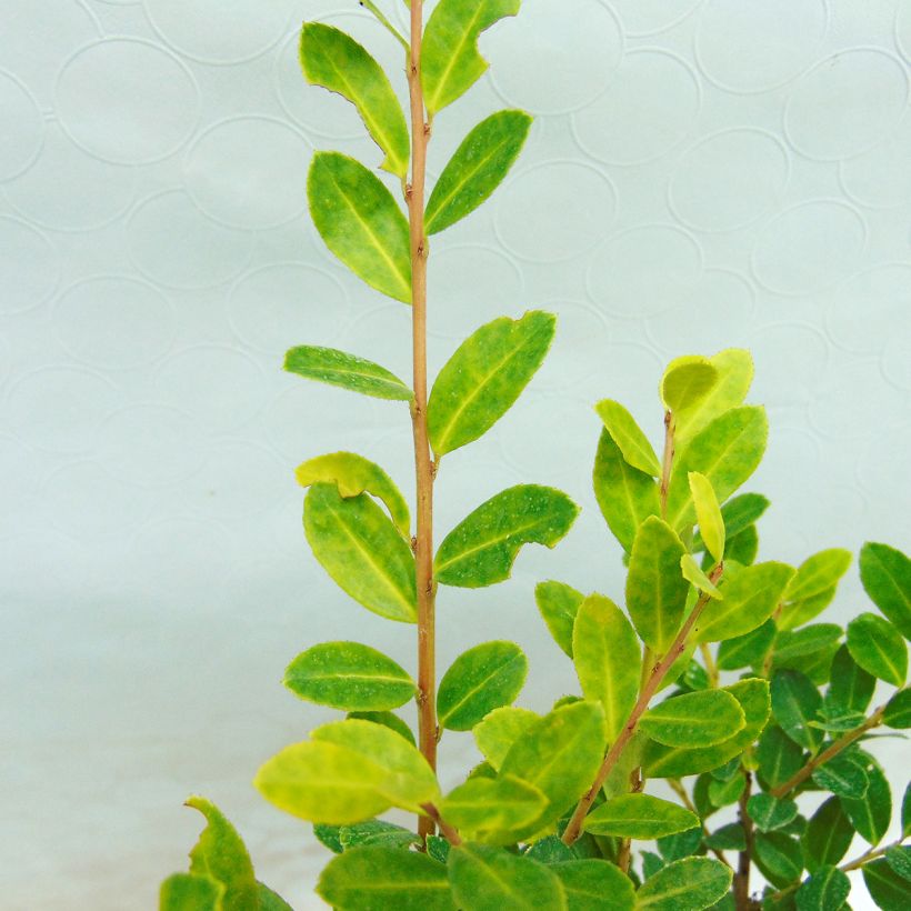 Ilex crenata Golden Gem - Agrifoglio giapponese (Fogliame)