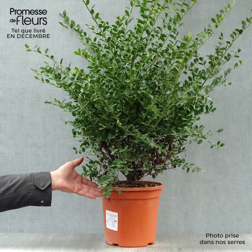 Houx crénelé - Ilex crenata Green Hedge en pot de 7,5L/10L esemplare consegnato in inverno