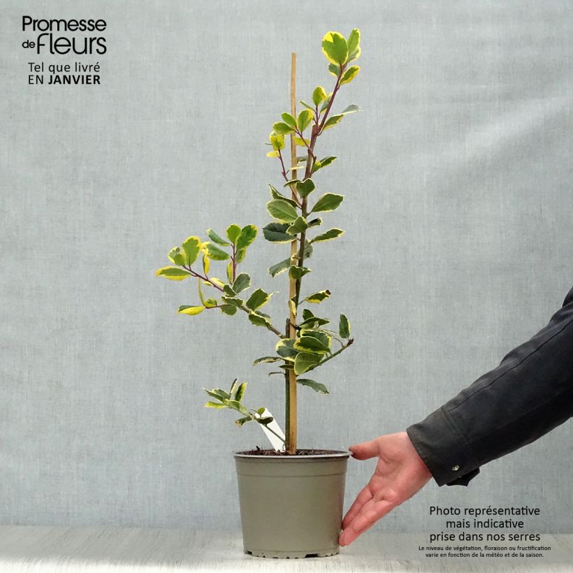 Houx panaché - Ilex Golden King Pot de 2L/3L esemplare consegnato in inverno