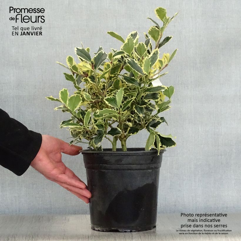 Houx panaché - Ilex aquifolium Argenteomarginata Pot de 3L/4L esemplare consegnato in inverno