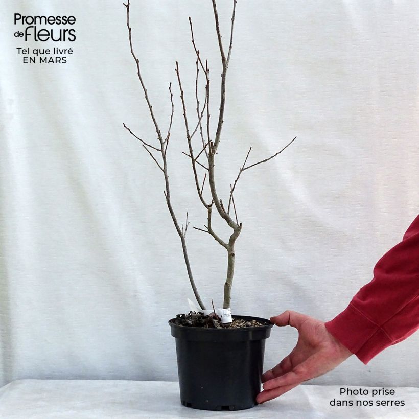 Houx verticillé femelle Maryland Beauty - Ilex verticillata  Pot de 3L/4L esemplare consegnato in inverno