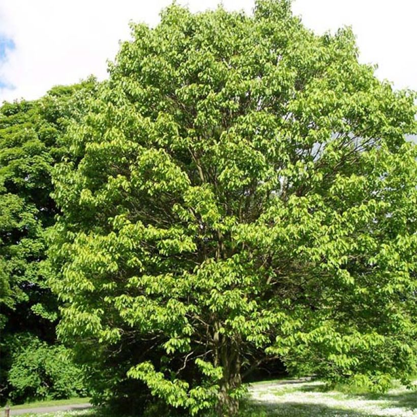 Hovenia dulcis - Albero dell'uva passa (Porto)