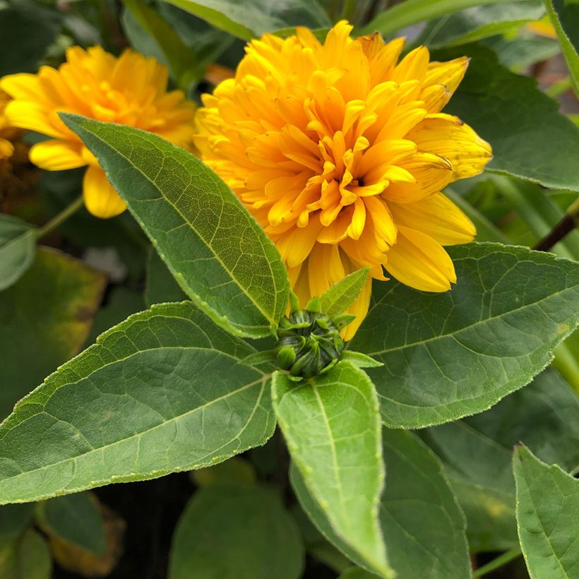 Helianthus decapetalus Soleil d'Or - Girasole (Fogliame)