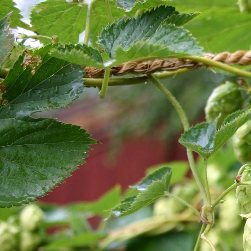 Luppolo Cascade - Humulus lupulus (Fogliame)