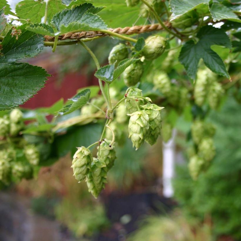 Luppolo Cascade - Humulus lupulus (Fioritura)