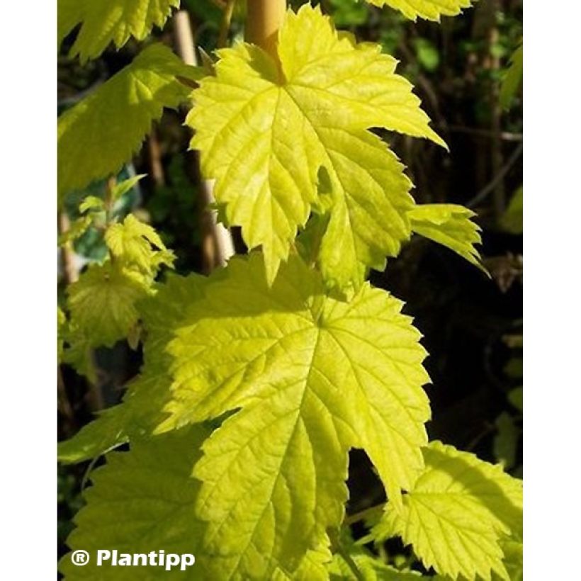 Luppolo dorato Golden Tassels - Humulus lupulus (Fogliame)