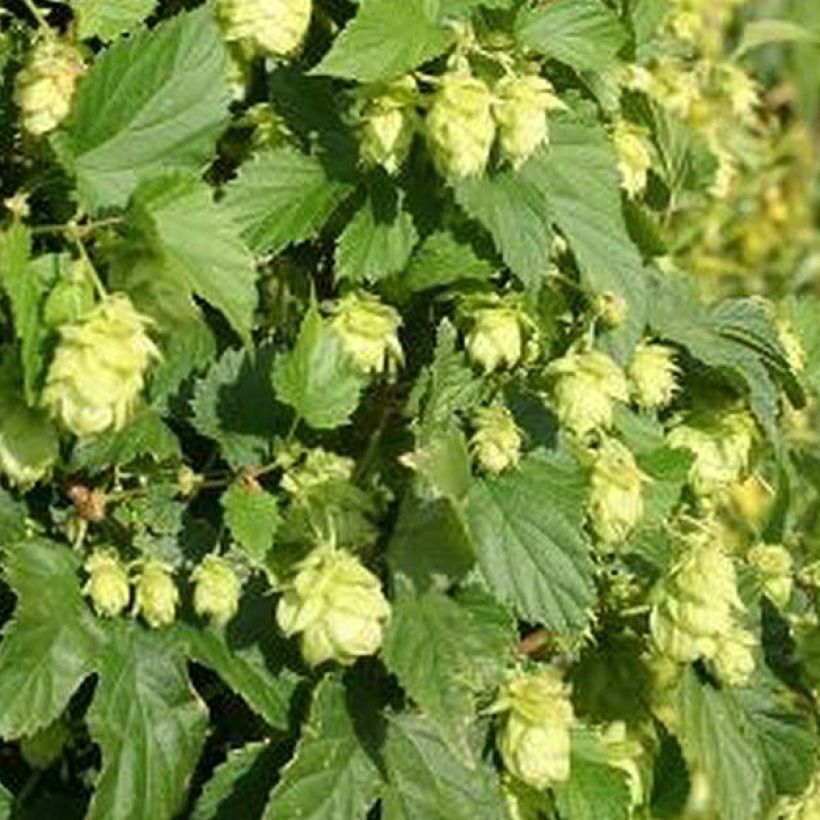 Luppolo Nordbrau - Humulus lupulus (Fogliame)