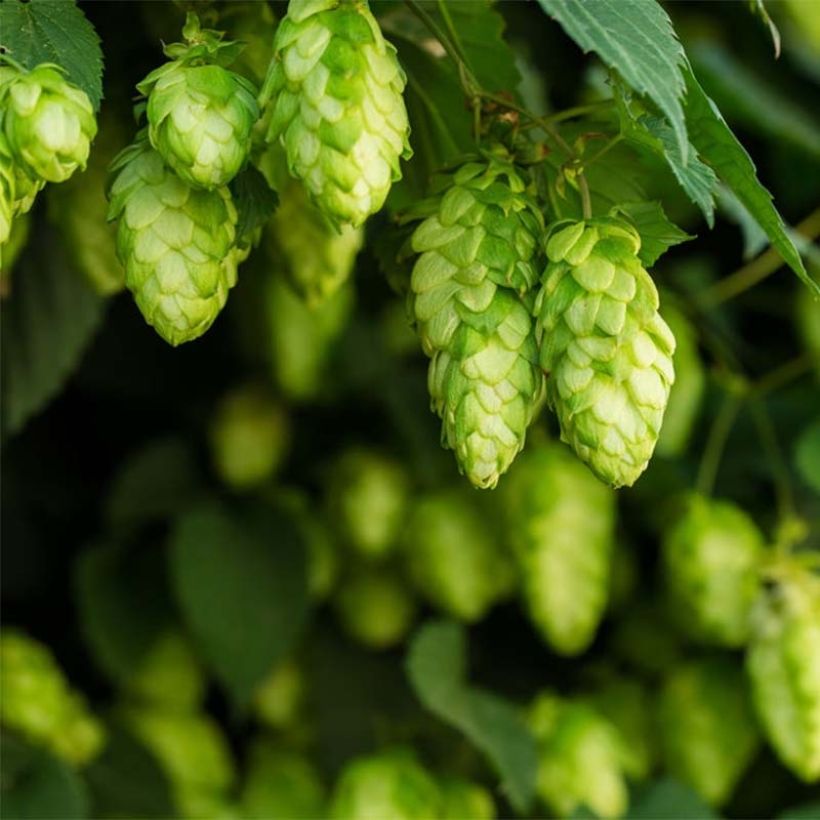 Luppolo Target - Humulus lupulus (Fioritura)