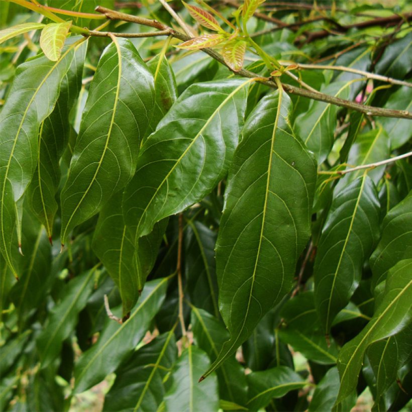 Huodendron biaristatum (Fogliame)