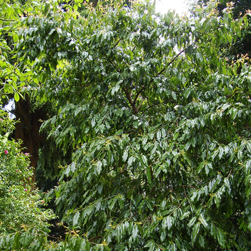 Huodendron biaristatum (Porto)