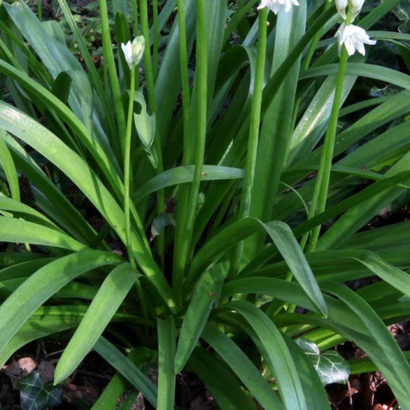 Hyacinthoides non-scripta Alba - Giacinto non-scritto (Fogliame)