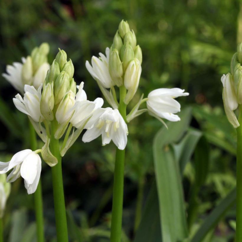 Hyacinthoides non-scripta Alba - Giacinto non-scritto (Fioritura)