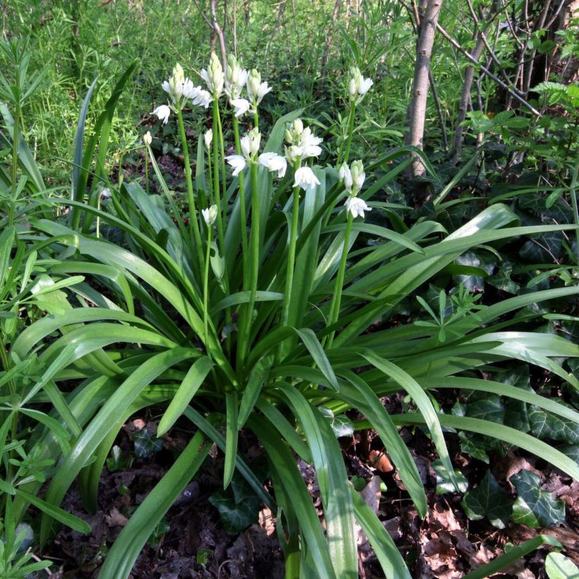 Hyacinthoides non-scripta Alba - Giacinto non-scritto (Porto)