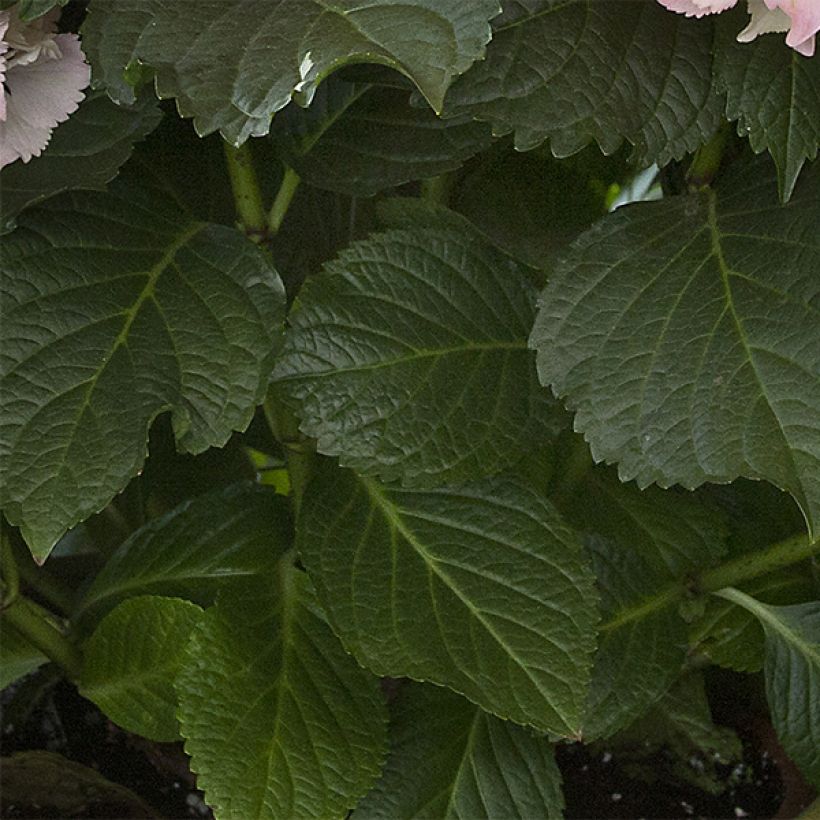 Hydrangea macrophylla Magical Pearl - Ortensia (Fogliame)