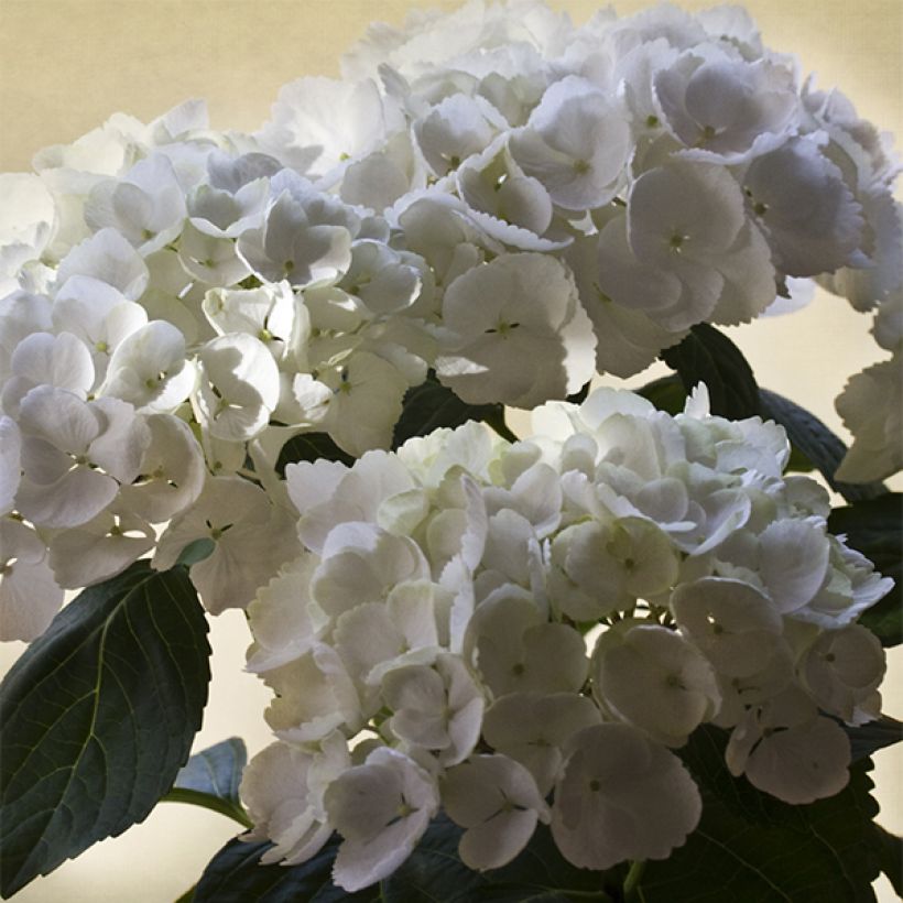 Hydrangea macrophylla Magical Pearl - Ortensia (Fioritura)