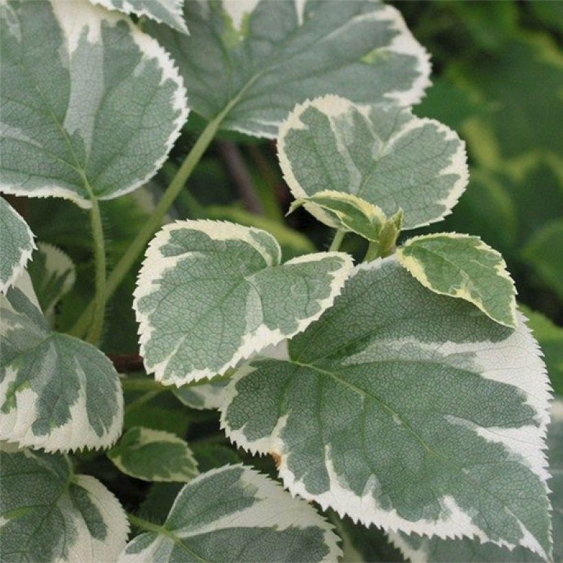 Hydrangea anomala subsp. petiolaris Silver Lining - Ortensia rampicante (Fogliame)