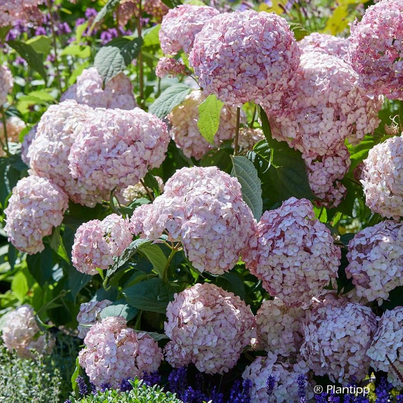 Hydrangea arborescens Candybelle Bubblegum - Ortensia (Fioritura)