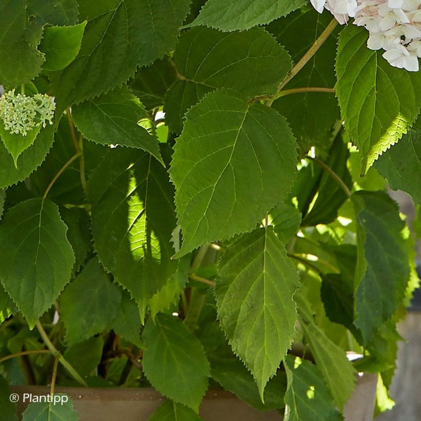 Hydrangea arborescens Candybelle Marshmallow - Ortensia (Fogliame)