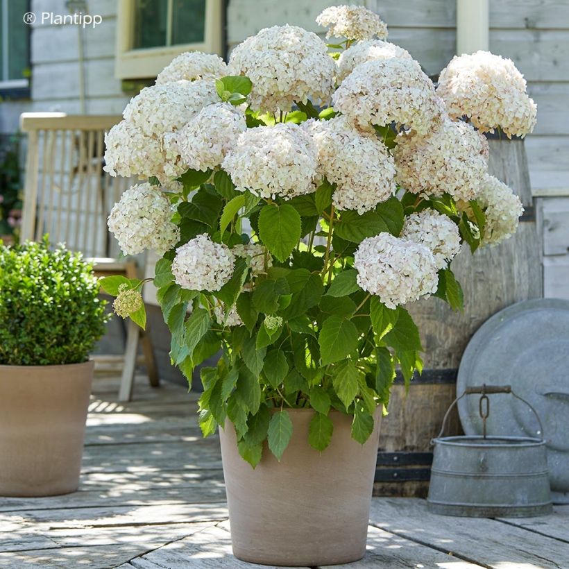 Hydrangea arborescens Candybelle Marshmallow - Ortensia (Porto)