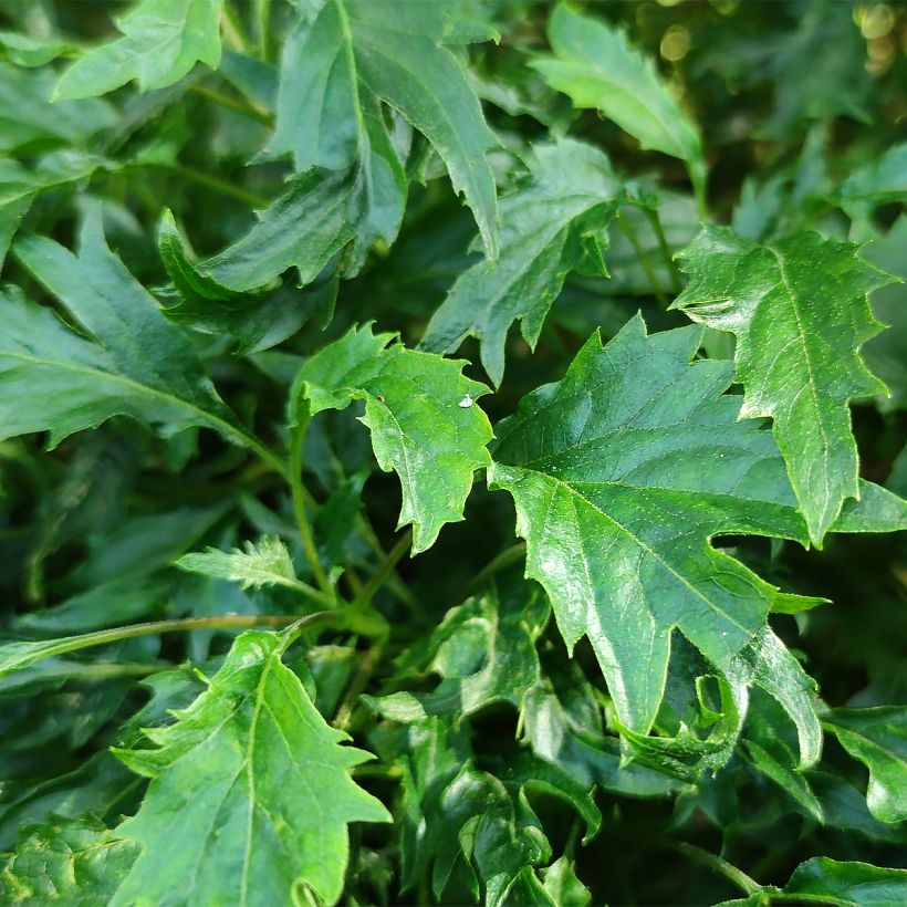 Hydrangea arborescens Emerald lace - Ortensia (Fogliame)