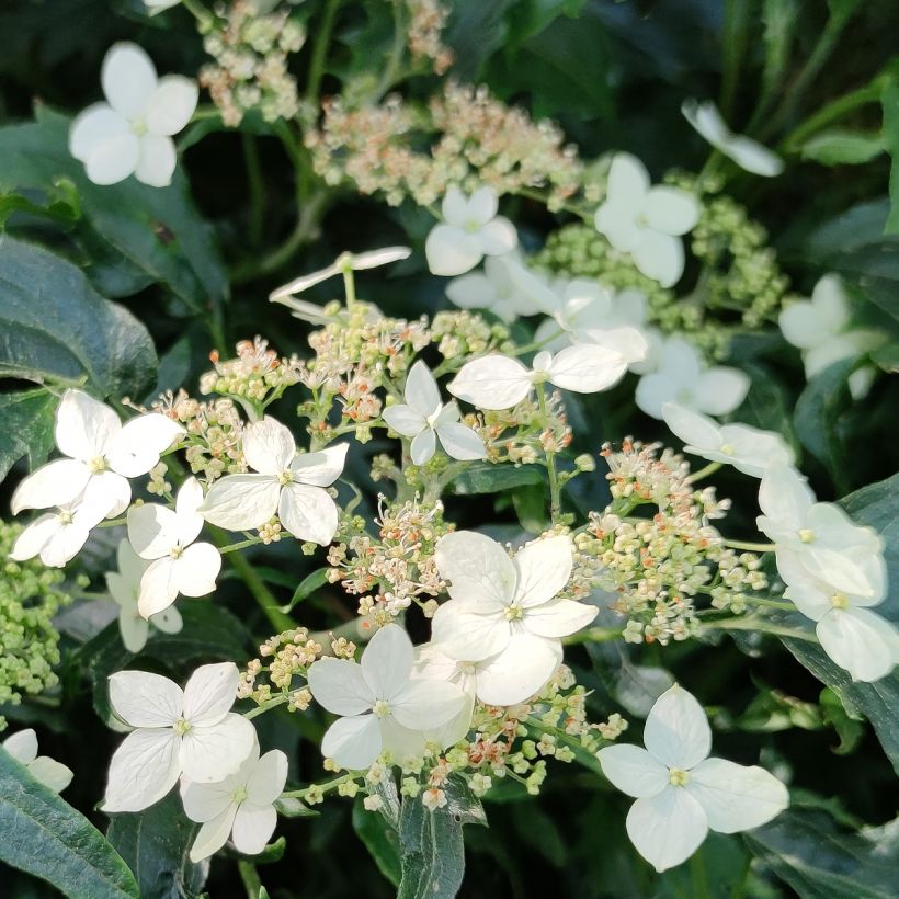 Hydrangea arborescens Emerald lace - Ortensia (Fioritura)