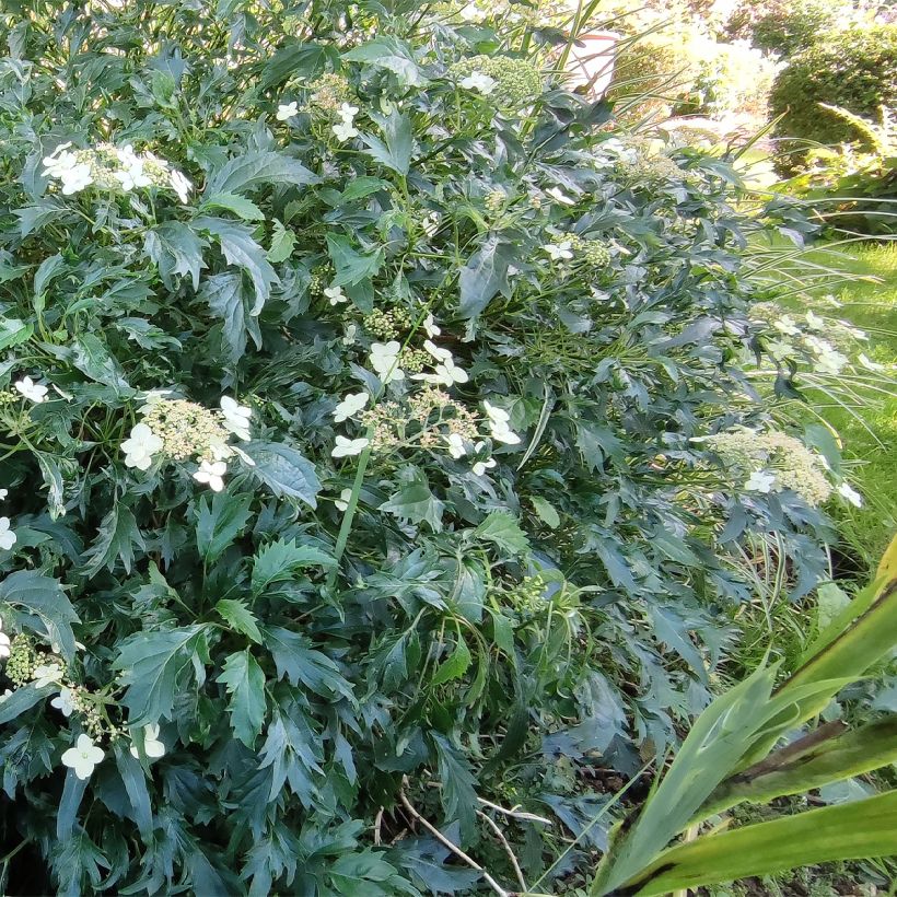 Hydrangea arborescens Emerald lace - Ortensia (Porto)