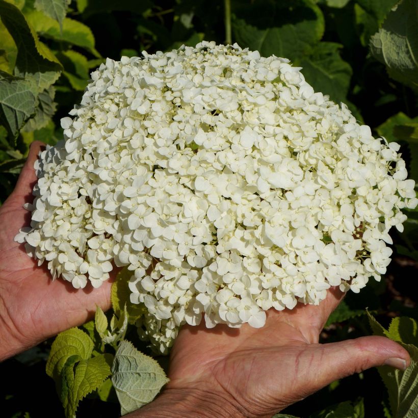 Hydrangea arborescens Golden Annabelle - Ortensia (Fioritura)