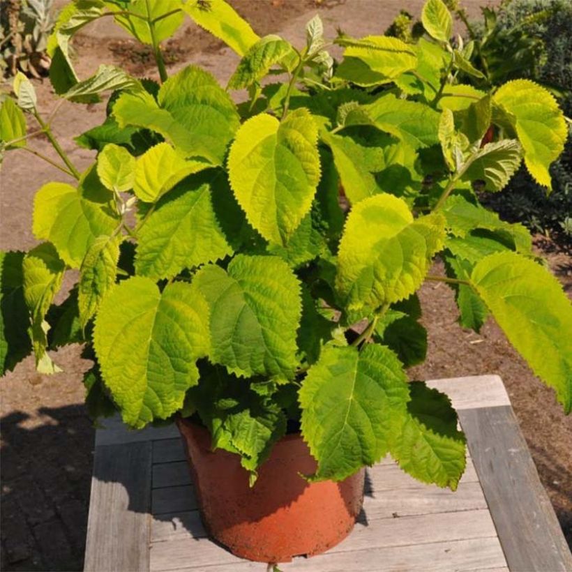 Hydrangea arborescens Golden Annabelle - Ortensia (Porto)